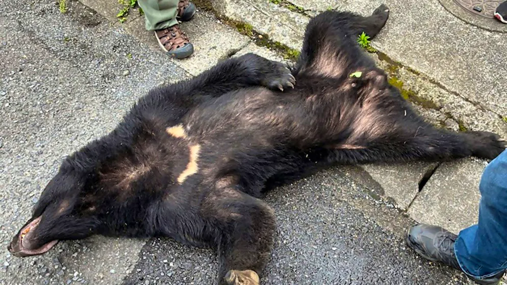 Giappone. Catturato l'orso nero dopo giorni di ricerche vicino a Tokyo