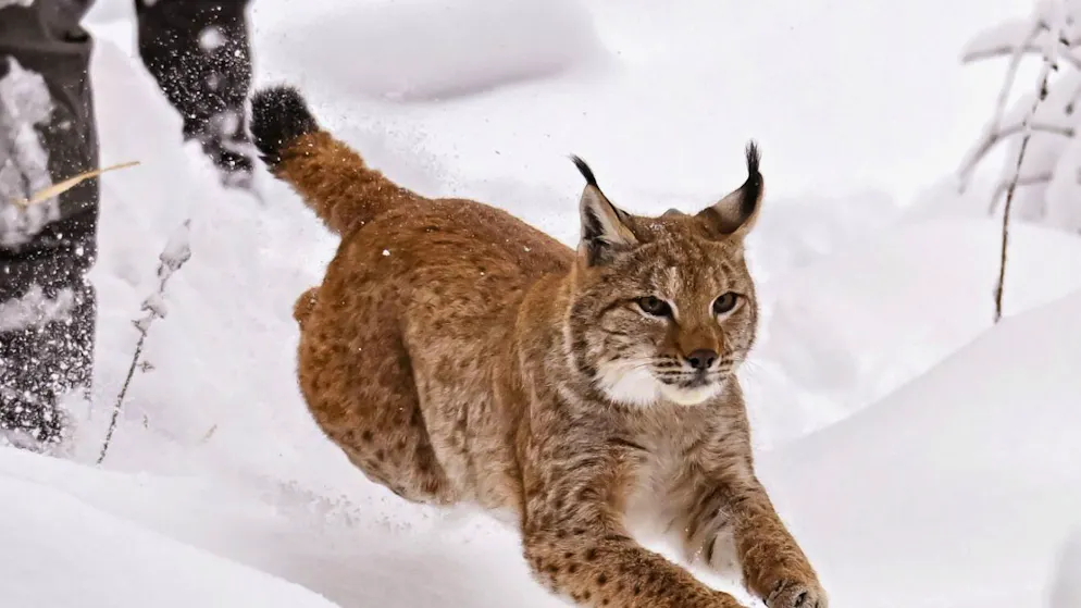WWF preoccupato. Lince presente in Svizzera, ma minacciata da incidenti e genetica