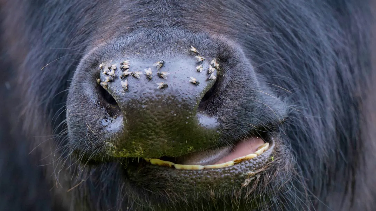 Tierwelt. Tierarten teilen einen universellen Sprechrhythmus