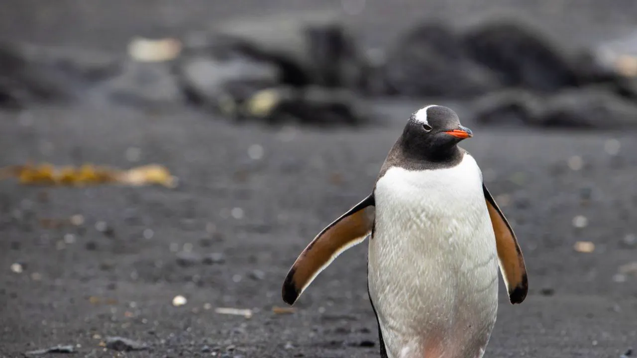 Climat. Températures records en Antarctique à l'orée de l'hiver austral