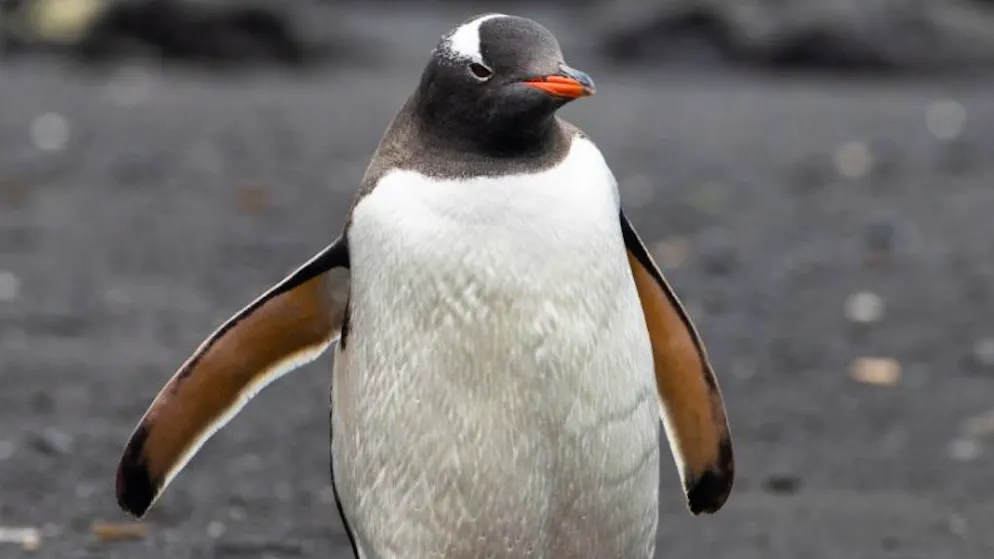 Pluies atypiques. Températures records en Antarctique à l'orée de l'hiver austral