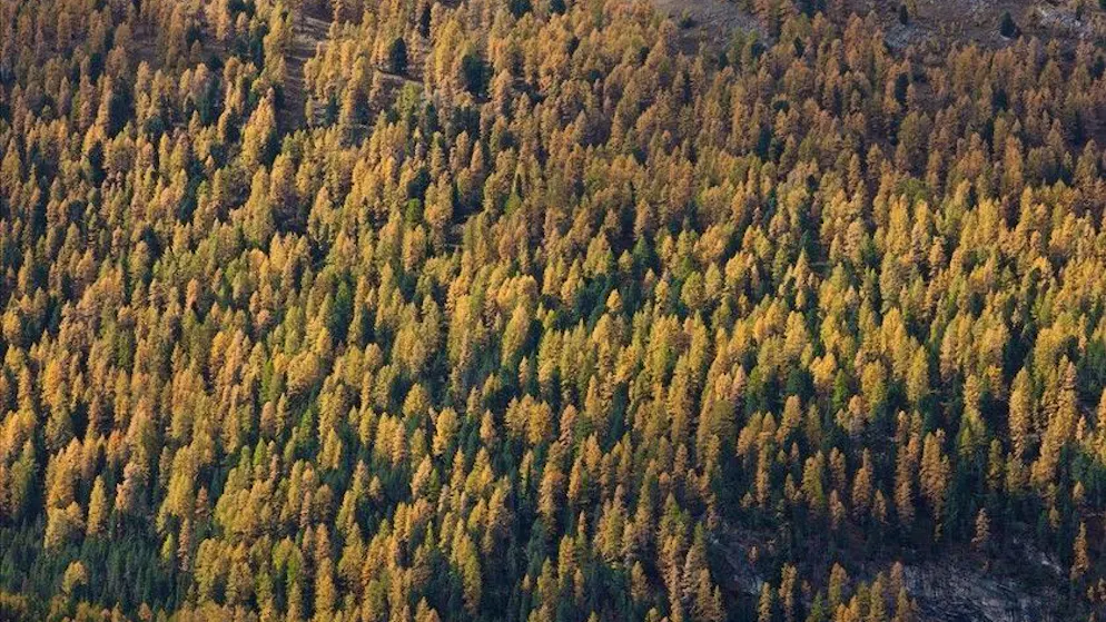 Ticino. Approvato dal Consiglio di Stato il nuovo Piano forestale cantonale