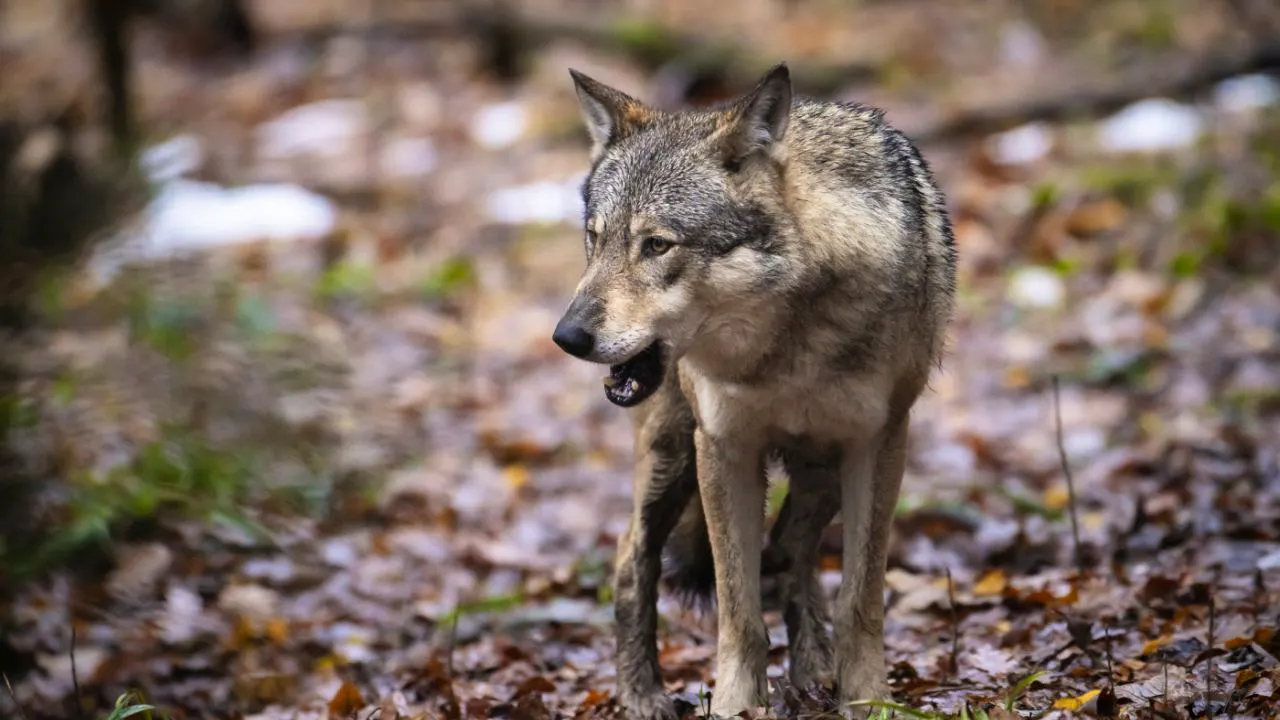 Landwirtschaft/Agrar. Wolf greift im Neuenburger Jura Rinderherde an