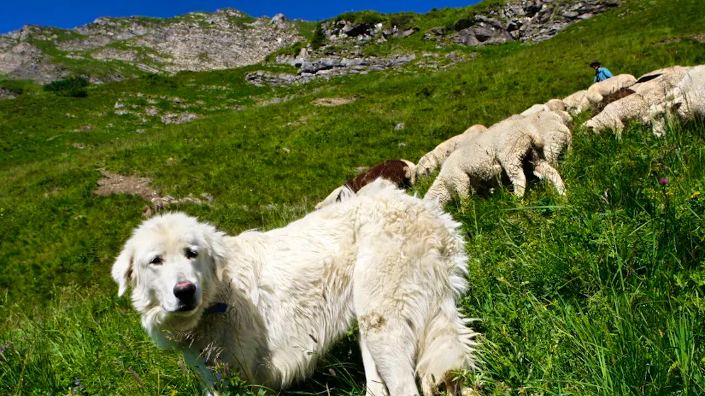 Valais. Le Grand Conseil veut exonérer d'impôt les chiens de berger