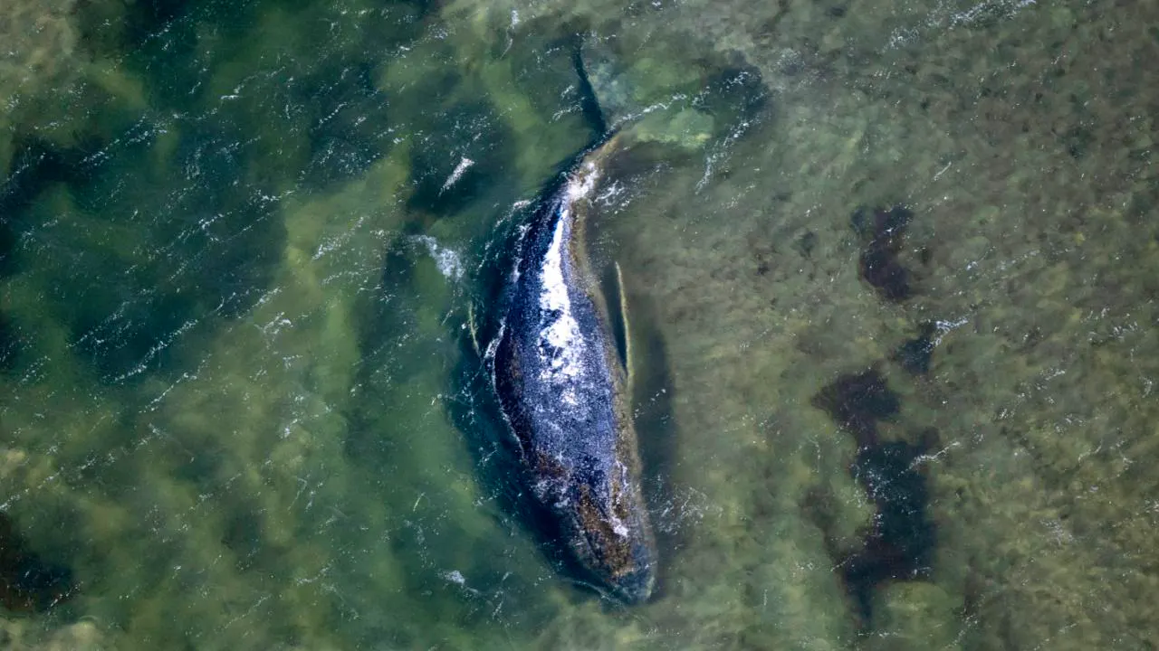 Denmark. German Minister: Humpback whale likely dead since May 6 or 7