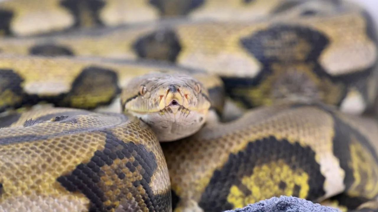 Latest. Giant snake kills woman on plantation in Indonesia