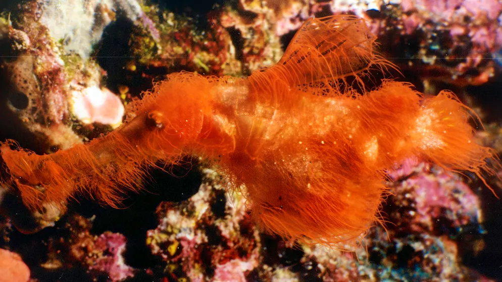 Shaggy Spirit from the Depths. Researchers Discover the “Snuffleupagus of the Seas”