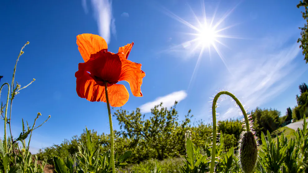 Sommer dreht auf. 30 Grad sind erst der Anfang – jetzt rollt eine Hitzewelle an