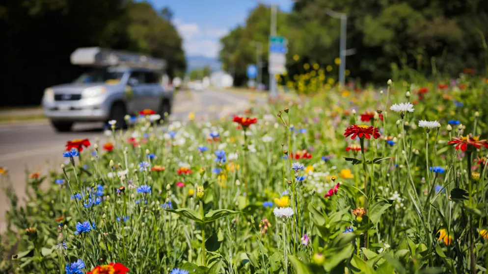 Ambiente. Il Forum mondiale sulla biodiversità di Davos lancia l'appello all'azione. Ecco i problemi che ci sono