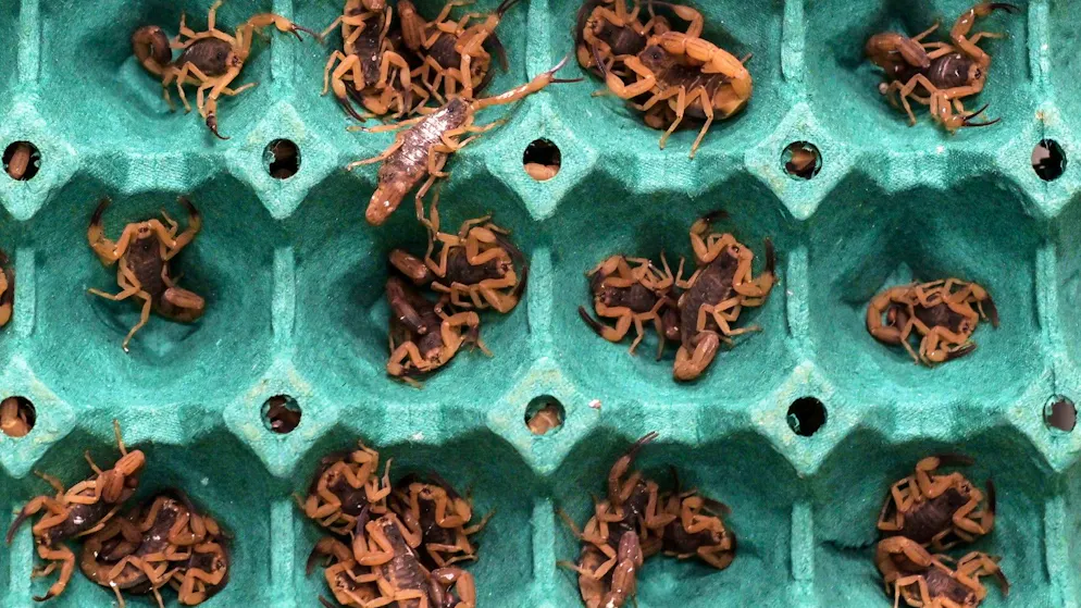 Afrique du Sud. Un homme arrêté avec 150 scorpions venimeux cachés dans ses bagages