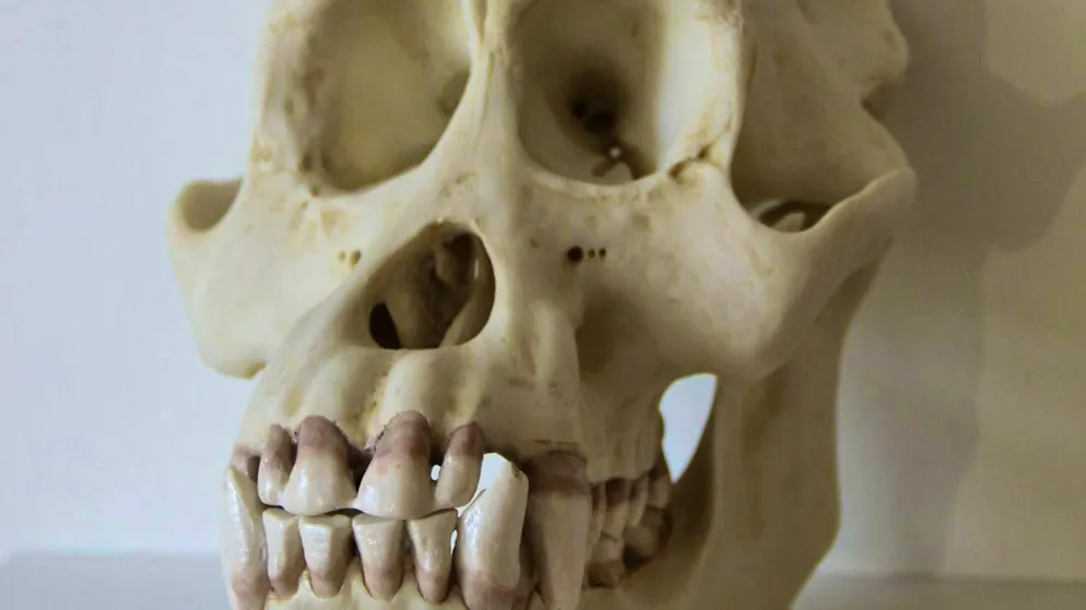 200'000 ogni mese. 7 kg di coca, un cranio di gorilla, protesi mammarie e non solo: ecco gli oggetti smarriti più insoliti lasciati sui mezzi pubblici