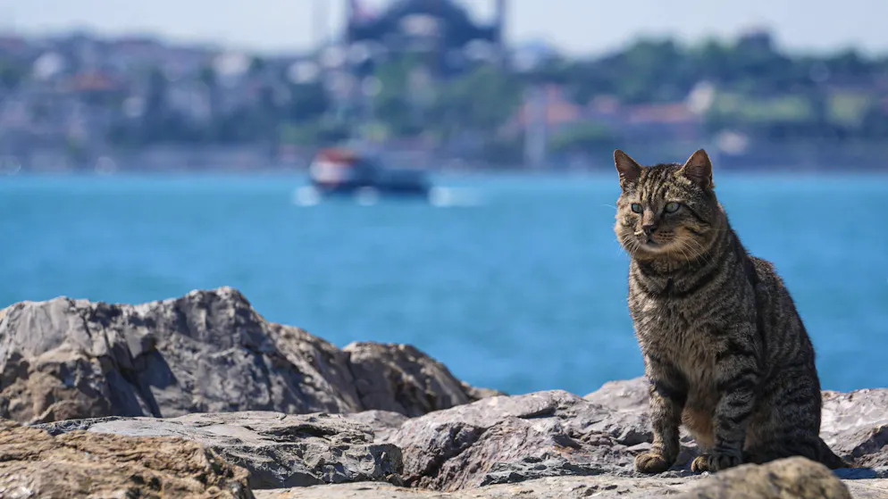 Ecco il video. Gatto sale sul palco del balletto di Romeo e Giulietta in Turchia