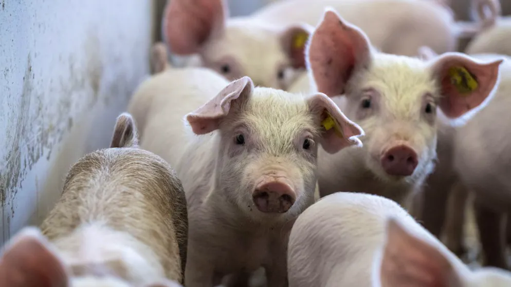 Maltraitances. Vaud : 27’200 signatures pour réclamer la fermeture d’une porcherie