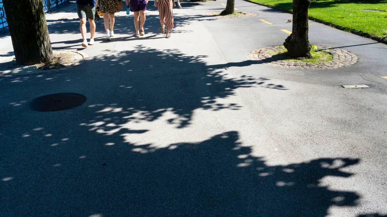 Environment. Researchers are calculating the shadow cast by every tree in Switzerland