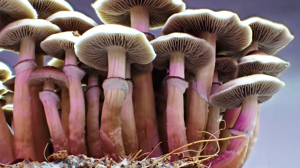 Hope in the Fight Against Alzheimer’s?. Late-stage patient regains memory through magic mushrooms