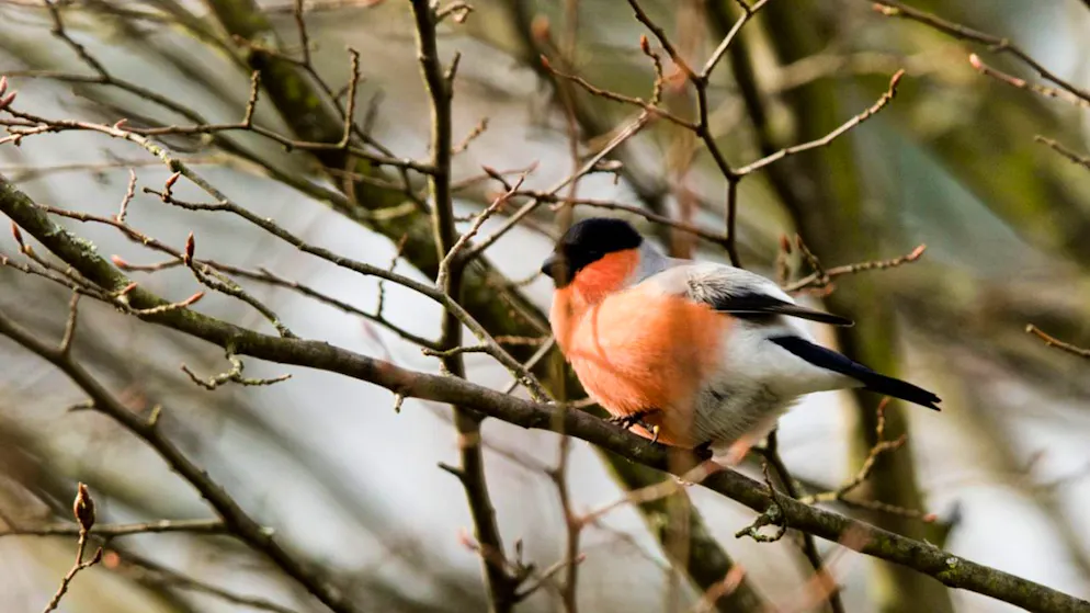 Etudes. Ecouter le chant des oiseaux rend plus détendu et plus heureux
