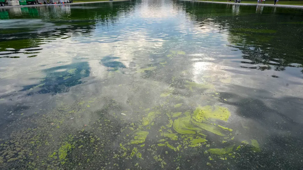 Embarrassing mishap ahead of National Day. Trump's Prestige Project Is Sinking in Algae Slime