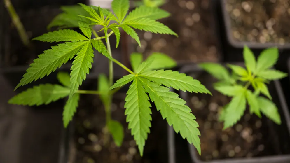 bluewin.ch - A large-scale cannabis study is launching in the canton of St. Gallen