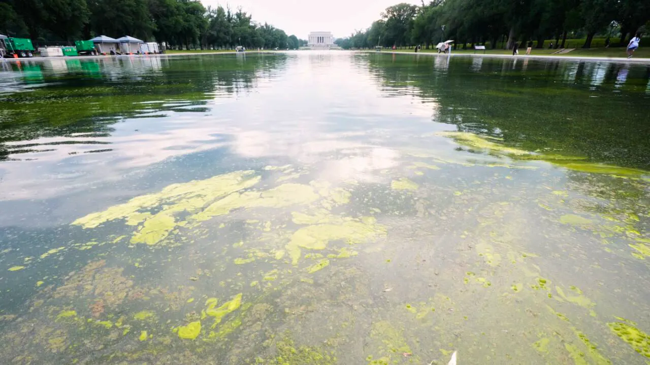 USA. Trotz 14 Millionen Dollar – Washingtons Pool ist wieder grün