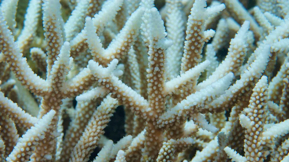 Seltener Hoffnungsschimmer. Viele Korallenriffe widerstehen dem Klimawandel