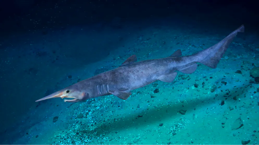 Spectacular Deep-Sea Footage. One of the world’s most mysterious sharks makes its first appearance