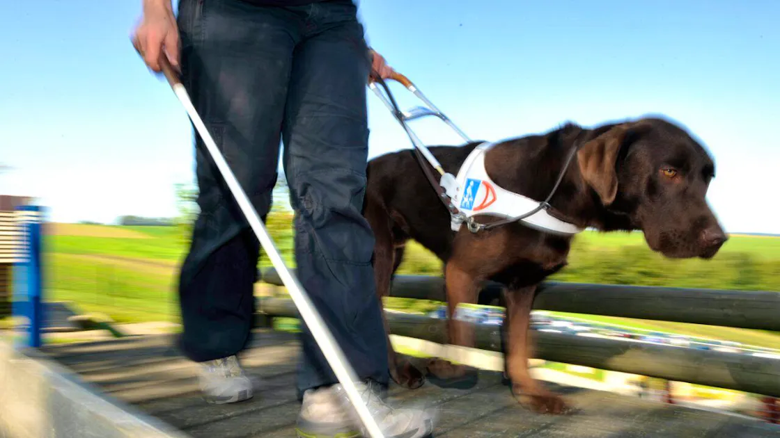 Schweiz: Parlament fordert Zertifizierung für Assistenzhund-Ausbildung