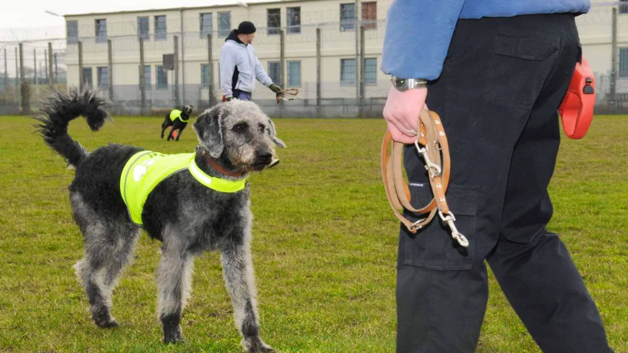 Chambre basse. La formation de chiens d'assistance sera mieux encadrée