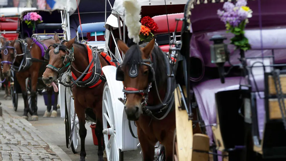 Tragedy in Central Park. Teenager Tries to Save His Mother and Dies in a Horse-Drawn Carriage Accident