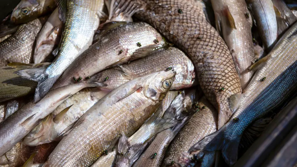 Hohe Wassertemperaturen. Frühwarnsystem soll Fische vor Hitzetod in Flüssen bewahren