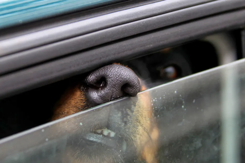 Passerby rescues dog from overheated car - | 17-year-old reported