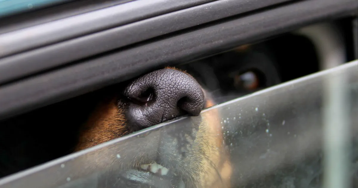 Passerby rescues dog from overheated car - | 17-year-old reported